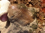 Subasaphus platyurus spinifer (ANGELIN 1854) Subasaphus platyurus spinifer (ANGELIN 1854)