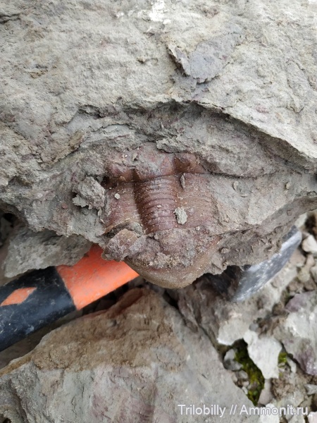 ордовик, Illaenus, Illaenus tauricornis, средний ордовик, Волхов