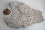 Illaenus tauricornis (Kutorga, 1848)