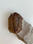 Subasaphus latisegmentatus (Nieszkowskii)