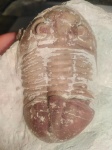 Subasaphus ? Pseudoasaphus ?