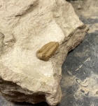 Estoniops exilis(?)