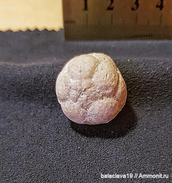 Mooreocrinus, Mooreocrinus geminatus, Cromyocrinidae