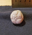 Чашечка морской лилии Mooreocrinus geminatus