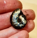 Garniericeras catenulatum