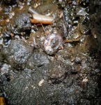 Kachpurites fulgens
