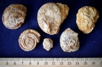 Омфалотрохус ( Omphalotrochus canaliculatus)