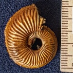Бронницкий Amoeboceras, весна 2022