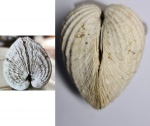 Cardium Emarginatum с Керченского полуострова