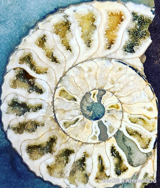 аммониты, моллюски, меловой период, кальцит