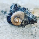 Gastropoda Natica sp. мелового периода.