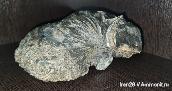 окаменелости, моллюски, мел, меловой период, Gryphaea, апт, аптский ярус, устрицы