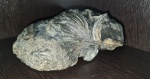 Gryphaea. Устрица.