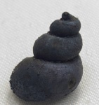 Gastropoda Viviparus из Керчи