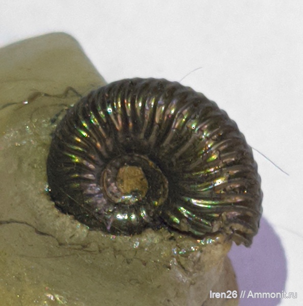 аммониты, меловой период, Deshayesites, аптский ярус, Ammonites