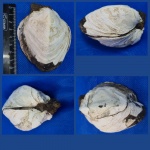 Arcicardium acardo (Desh.)