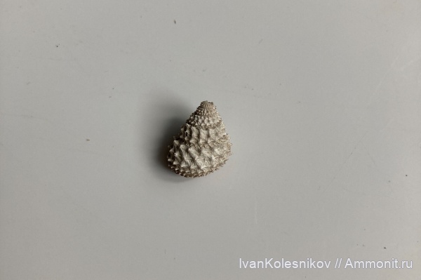 гастроподы, Metriomphalus