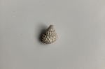 гастропода Metriomphalus spinosus