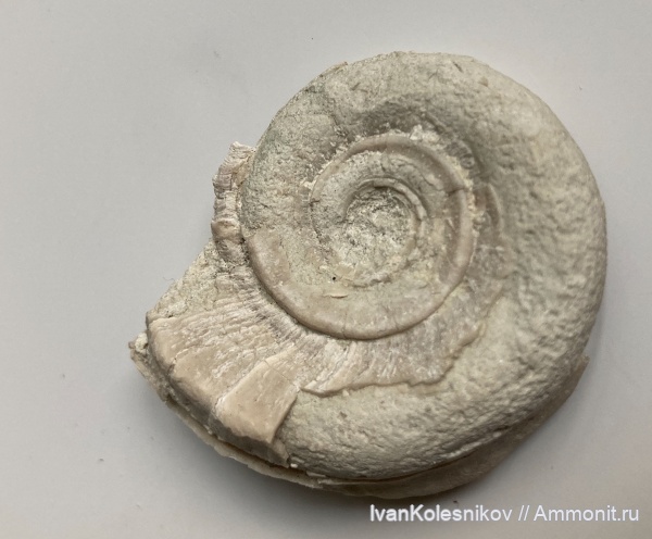 гастроподы, Euomphalus