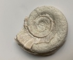 Euomphalus?