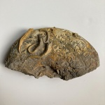Mucroserpula tricarinata