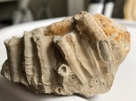 Propomatoceros lumbricalis