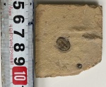 Cedaria minor