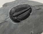 Elrathia kingii