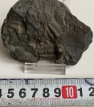 Ellipsocephalus