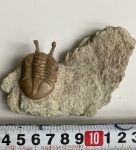 Asaphus kowalewskii