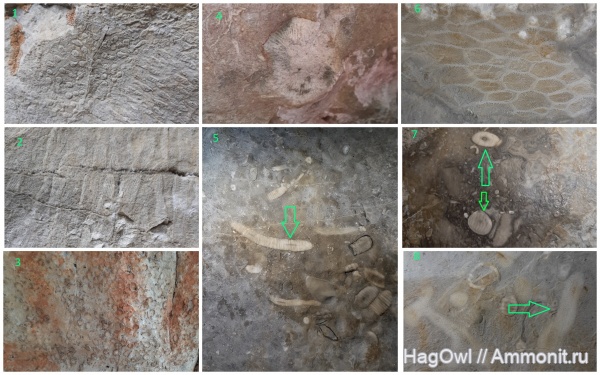 силур, карбон, табуляты, Lithostrotion, амфипоры