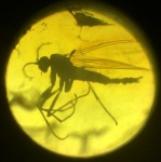 Dolichopodidae ?