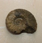 Dalmasiceras sp.