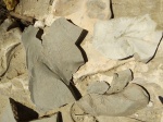 Ихнофоссилия, Chondrites