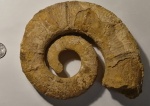 Crioceratites