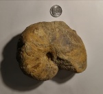 Cymatoceras