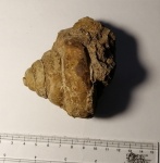 Bathrotomaria