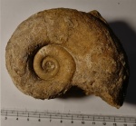 Pictetia vogdti