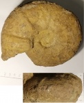 Valdedorsella sp