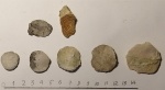 Nummulites distans