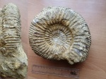 Speetoniceras speetonensis