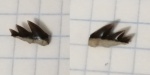 Notidanodon?