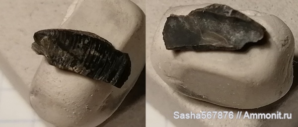 Крым, нижний баррем, Верхоречье, Tillicheilus obtusus, Tillicheilus, барремский ярус, конхоринхи