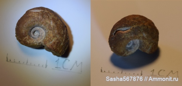 аммониты, Крым, Holcodiscus, Верхоречье, барремский ярус