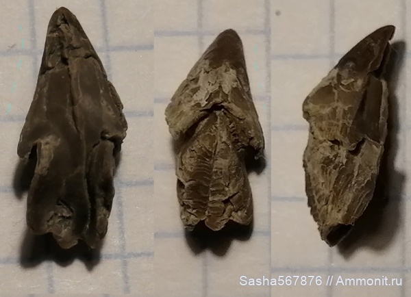 Крым, ринхолиты, Верхоречье, Hadrocheilus, нижний апт, верхний баррем
