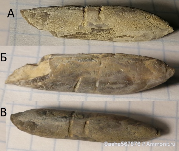 белемниты, Крым, Duvalia, Верхоречье, дювалии, нижний апт, belemnites, верхний баррем