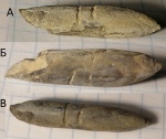 Duvalia binervioides?