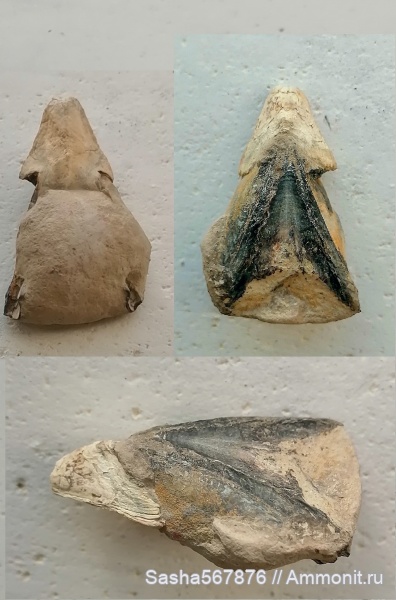Крым, ринхолиты, Верхоречье, Hadrocheilus, Hadrocheilus (Arcuatobeccus), барремский ярус