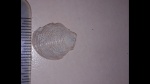Entolium sp.