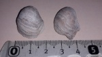 Pycnodonte vesicularis?